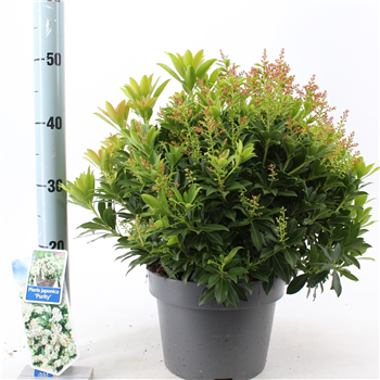 Pieris japonica 'Purity' F00010235