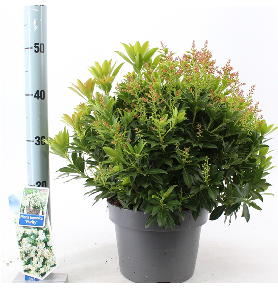 Pieris japonica 'Purity' F00010235