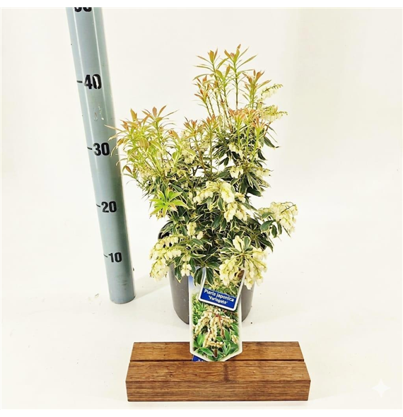 Pieris japonica 'Variegata' F00010237