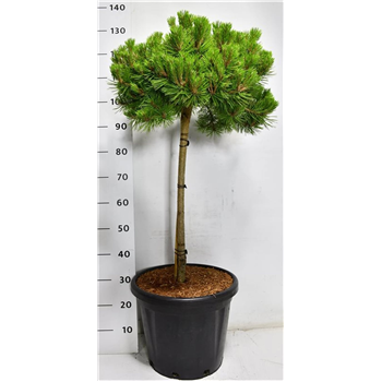 Bor(Pinus) densiflora 'Low Glow' F00009897
