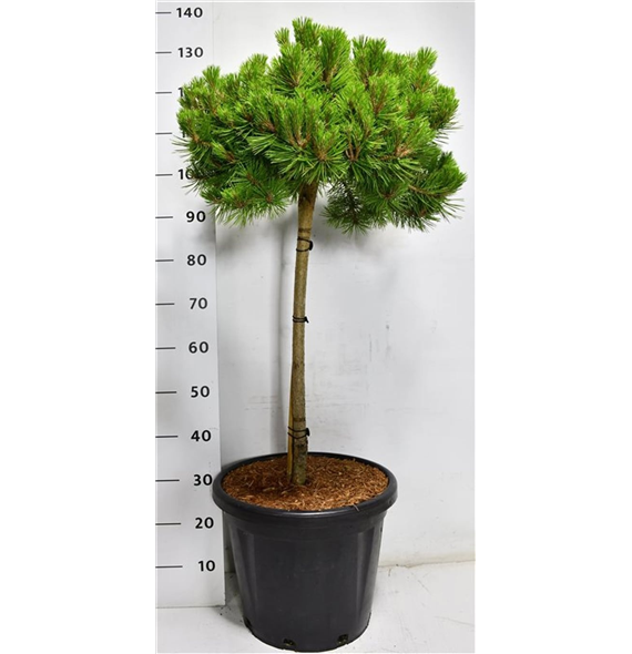 Bor(Pinus) densiflora 'Low Glow' F00009897