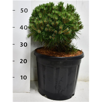 Bor(Pinus) mugo 'Benjamin' F00009914