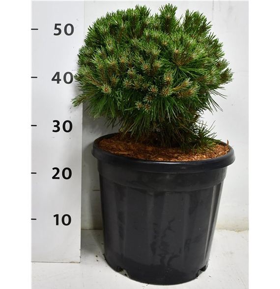 Bor(Pinus) mugo 'Benjamin' F00009914