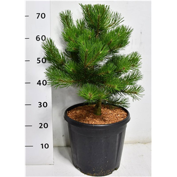 Bor(Pinus) mugo 'Carsten' F00009915