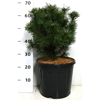 Bor(Pinus) mugo 'Columbo' F00009906