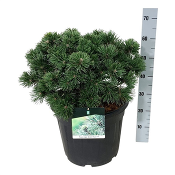 Bor(Pinus) mugo 'Green Pearl' F00009861