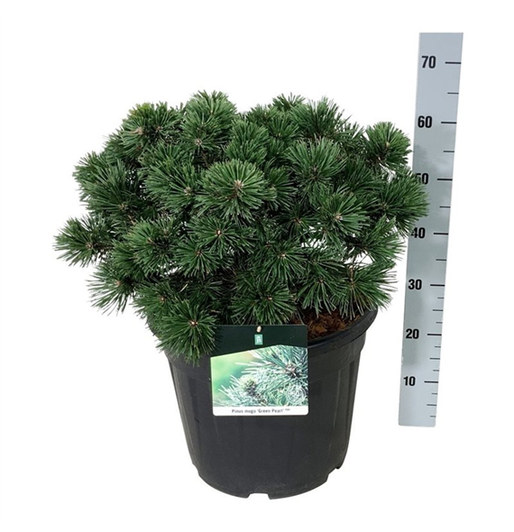 Bor(Pinus) mugo 'Green Pearl' F00009861