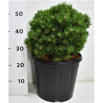 Bor(Pinus) mugo 'Heideperle' F00009958