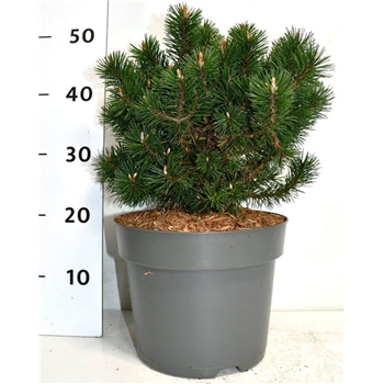 Bor(Pinus) mugo 'Humpy' F00006098
