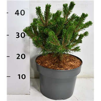 Bor(Pinus) mugo 'Humpy' F00009919