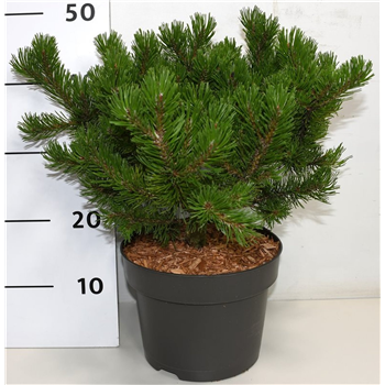 Bor(Pinus) mugo 'Klosters Grun' F00005943