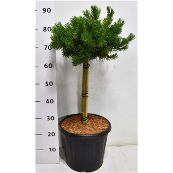 Bor(Pinus) mugo 'Klosters Grun' F00009929