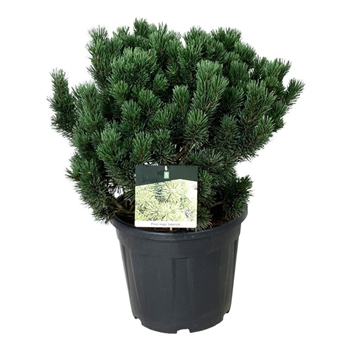 Bor(Pinus) mugo 'Limerick' F00009877