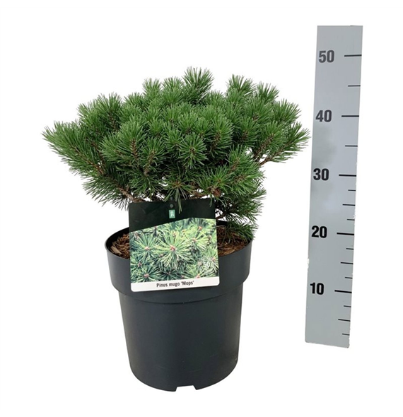 Bor(Pinus) mugo 'Mops' F00009882