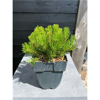 Bor(Pinus) mugo 'Mugo' F00010562