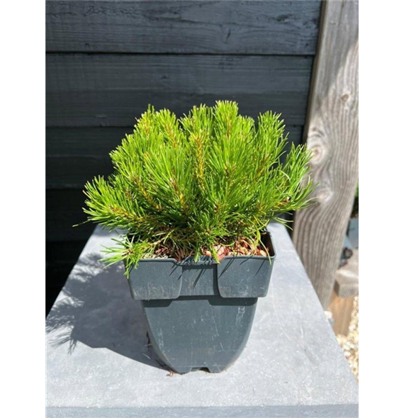 Bor(Pinus) mugo 'Mugo' F00010562
