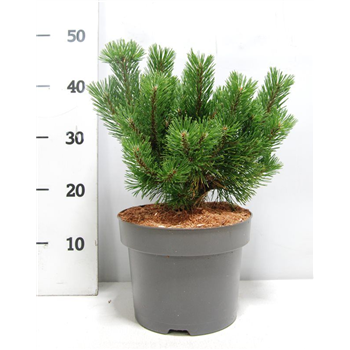 Bor(Pinus) mugo 'Mumpitz' F00005911
