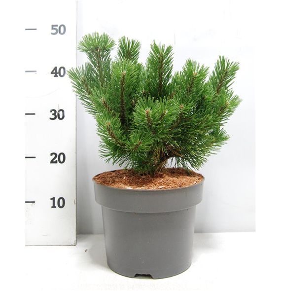 Bor(Pinus) mugo 'Mumpitz' F00005911