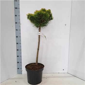 Bor(Pinus) mugo 'Ophir' F00010238