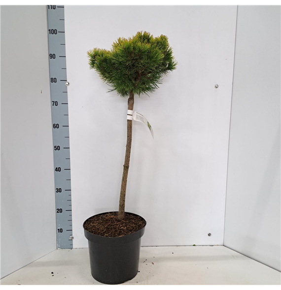 Bor(Pinus) mugo 'Ophir' F00010238