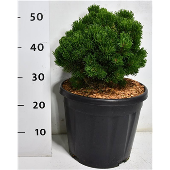 Bor(Pinus) mugo 'Picobello' F00009935