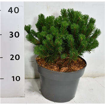 Bor(Pinus) mugo 'Pumuckel' F00009926