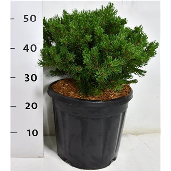 Bor(Pinus) mugo 'Pumuckel' F00009936