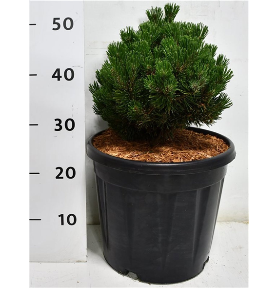 Bor(Pinus) mugo 'Sherwood Compact' F00009933