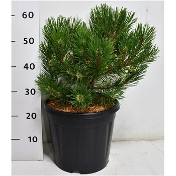 Bor(Pinus) mugo 'Winter Gold' F00009921