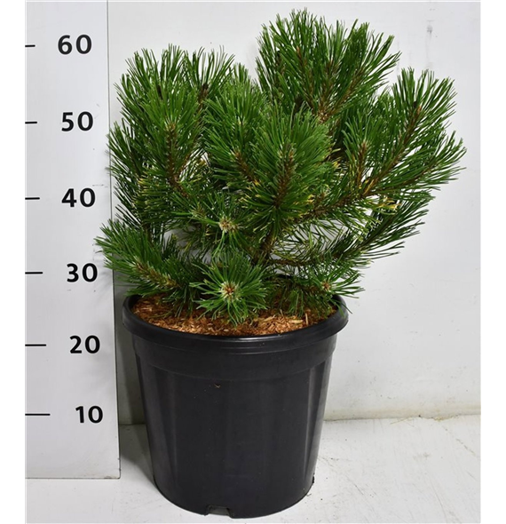 Bor(Pinus) mugo 'Winter Gold' F00009921
