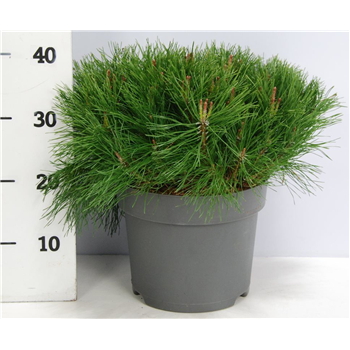 Bor(Pinus) mugo subsp mugo F00009900