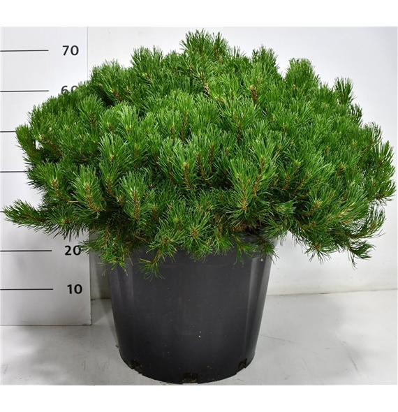Bor(Pinus) mugo subsp mugo F00009955
