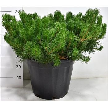 Bor(Pinus) mugo var pumilio F00009956