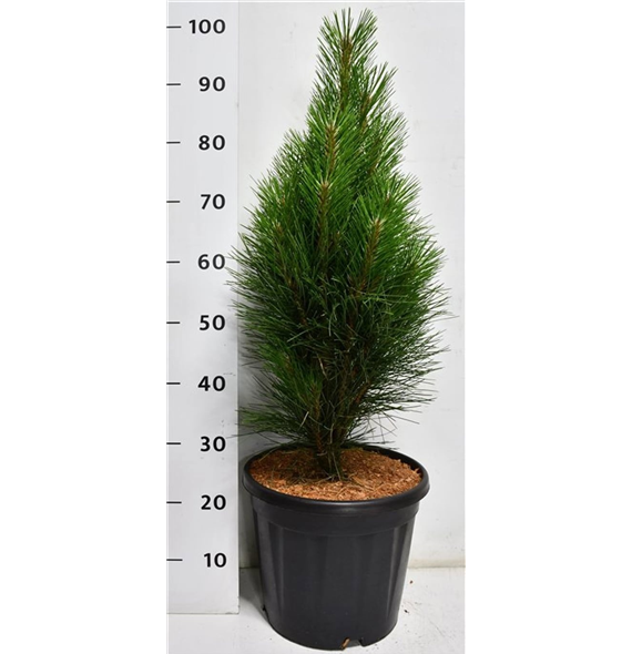 Bor(Pinus) nigra 'Green Tower' F00009957