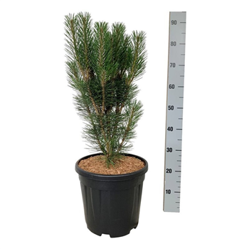 Bor(Pinus) nigra 'Loïs' F00009876