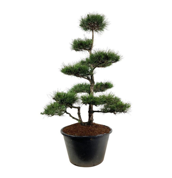Bor(Pinus) nigra subsp nigra F00006872