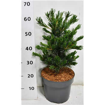 Bor(Pinus) parviflora 'Negishi' F00009928