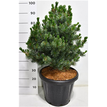 Bor(Pinus) parviflora 'Negishi' F00009950