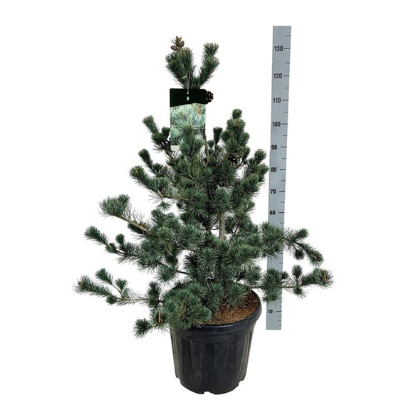 Bor(Pinus) parviflora 'Negishi' F00006200