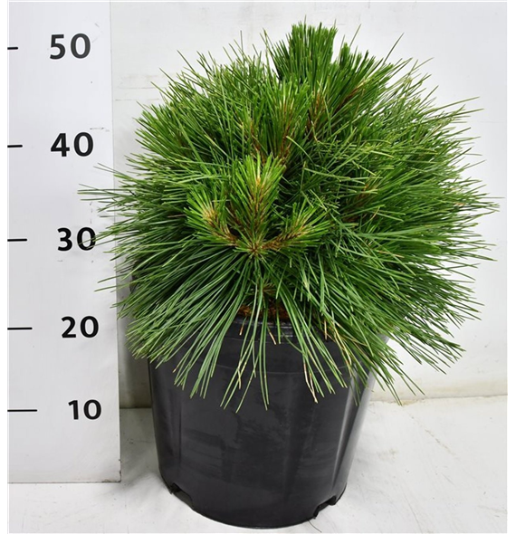 Bor(Pinus) resinosa 'Pillnitz' F00009937