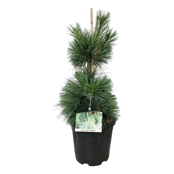 Bor(Pinus) schwerinii 'Wiethorst' F00009875