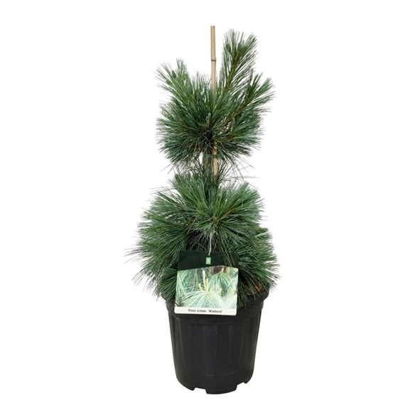 Bor(Pinus) schwerinii 'Wiethorst' F00009875