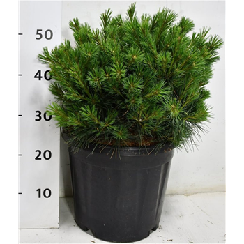Bor(Pinus) strobus 'Bergmans Mini' F00009938