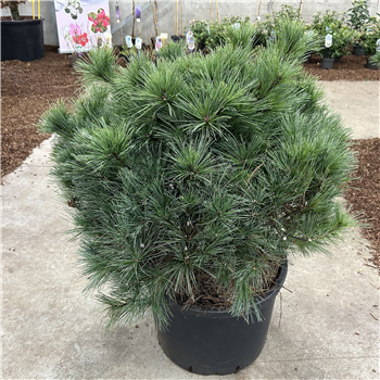 Bor(Pinus) strobus 'Bergmans Mini' F00010239