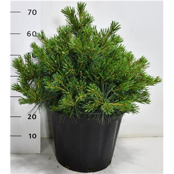 Bor(Pinus) strobus 'Bergmans Mini' F00009895