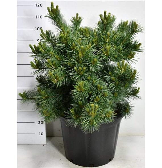 Bor(Pinus) strobus 'Blue Shag' F00009959