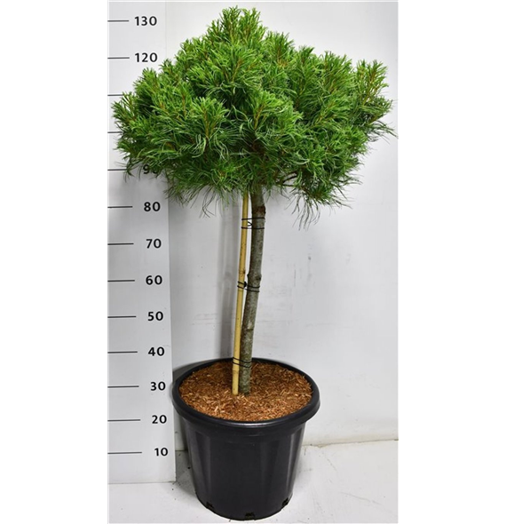 Bor(Pinus) strobus 'Green Twist' F00009962
