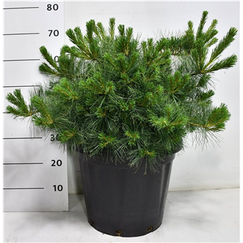 Bor(Pinus) strobus 'Niagara Falls' F00009951
