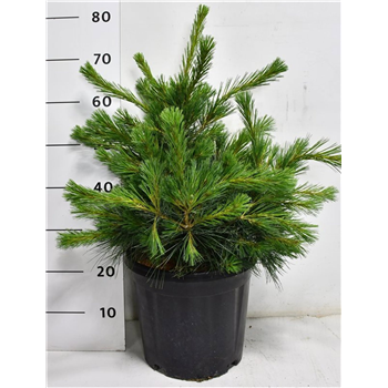 Bor(Pinus) strobus 'Niagara Falls' F00009910