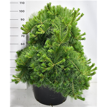 Bor(Pinus) strobus 'Niagara Falls' F00009948